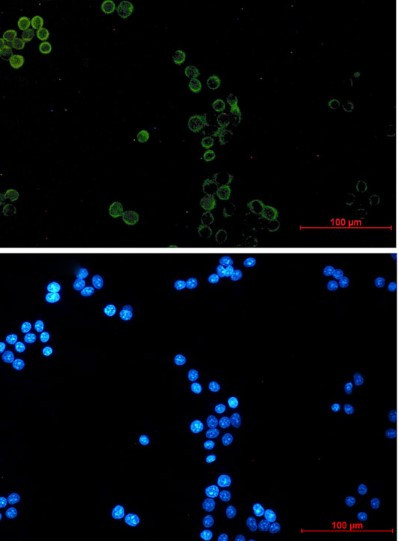 GPX1 Antibody in Immunocytochemistry (ICC/IF)