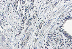 GBP1 Antibody in Immunohistochemistry (Paraffin) (IHC (P))