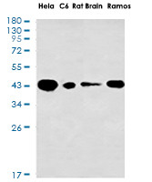GALT Antibody in Western Blot (WB)
