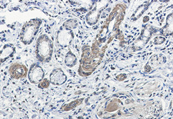 FXR1 Antibody in Immunohistochemistry (Paraffin) (IHC (P))