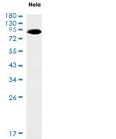 FRS2 Antibody in Western Blot (WB)