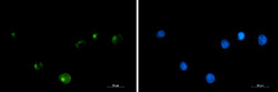 CEP43 Antibody in Immunocytochemistry (ICC/IF)