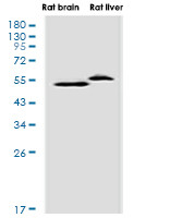 FADS1 Antibody in Western Blot (WB)