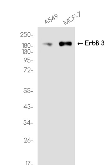 ERBB3 Antibody in Western Blot (WB)