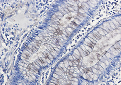 NID1 Antibody in Immunohistochemistry (Paraffin) (IHC (P))