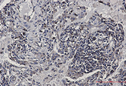 EIF4B Antibody in Immunohistochemistry (Paraffin) (IHC (P))