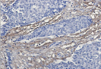 EFEMP1 Antibody in Immunohistochemistry (Paraffin) (IHC (P))
