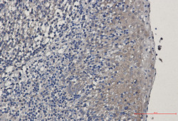 EEF1A1 Antibody in Immunohistochemistry (Paraffin) (IHC (P))
