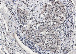 DDB1 Antibody in Immunohistochemistry (Paraffin) (IHC (P))
