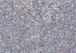 CSTB Antibody in Immunohistochemistry (Paraffin) (IHC (P))