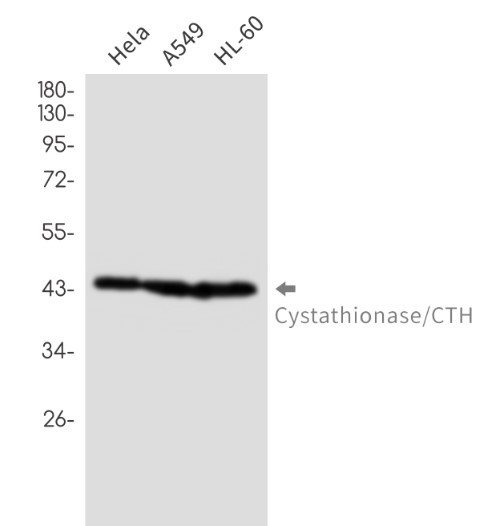 CTH Antibody in Western Blot (WB)