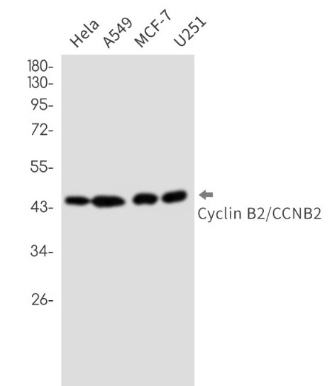 CCNB2 Antibody in Western Blot (WB)