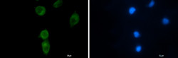 CLPX Antibody in Immunocytochemistry (ICC/IF)