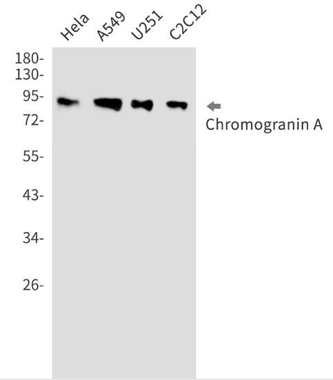 CHGA Antibody in Western Blot (WB)