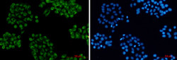 VAMP3 Antibody in Immunocytochemistry (ICC/IF)