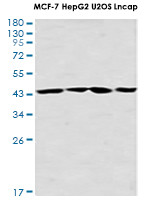 CDC37 Antibody in Western Blot (WB)