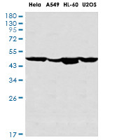 CASP9 Antibody in Western Blot (WB)