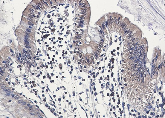 CASP6 Antibody in Immunohistochemistry (Paraffin) (IHC (P))