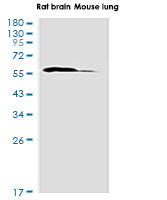 PPP3CA Antibody in Western Blot (WB)