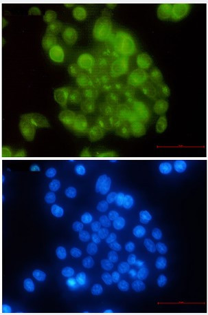 BUB1B Antibody in Immunocytochemistry (ICC/IF)