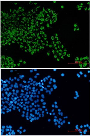 BCL2L14 Antibody in Immunocytochemistry (ICC/IF)