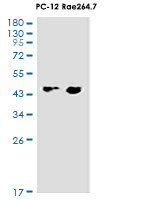 BCKDK Antibody in Western Blot (WB)