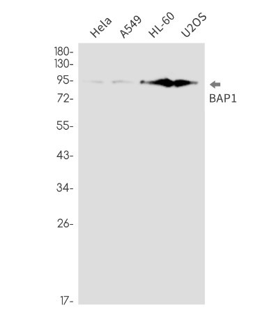 BAP1 Antibody in Western Blot (WB)