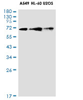 ATF6 Antibody in Western Blot (WB)