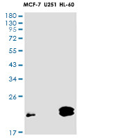 ATF3 Antibody in Western Blot (WB)