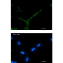 APC Antibody in Immunocytochemistry (ICC/IF)