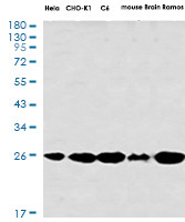 AK2 Antibody in Western Blot (WB)