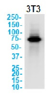 Ptgs2 Antibody in Western Blot (WB)