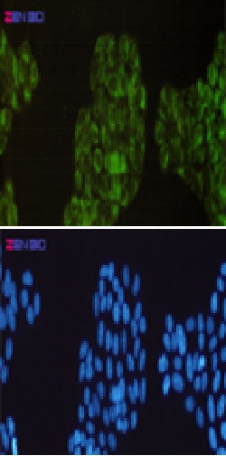 PTGS1 Antibody in Immunocytochemistry (ICC/IF)
