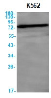 COIL Antibody in Western Blot (WB)