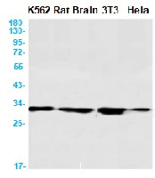 CLPP Antibody in Western Blot (WB)