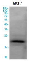 CLDN3 Antibody in Western Blot (WB)