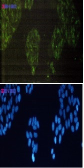 BIRC2 Antibody in Immunocytochemistry (ICC/IF)
