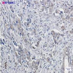 DTL Antibody in Immunohistochemistry (Paraffin) (IHC (P))