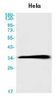 CDK4 Antibody in Western Blot (WB)