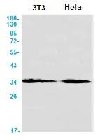 CDK4 Antibody in Western Blot (WB)