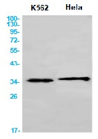 CDK1 Antibody in Western Blot (WB)