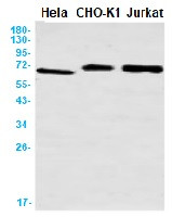 CDC7 Antibody in Western Blot (WB)