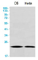 CDC42 Antibody in Western Blot (WB)