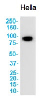 CD44 Antibody in Western Blot (WB)