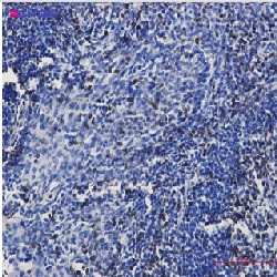 CD3E Antibody in Immunohistochemistry (Paraffin) (IHC (P))