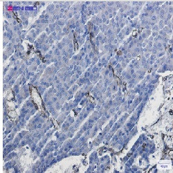 CAV1 Antibody in Immunohistochemistry (Paraffin) (IHC (P))