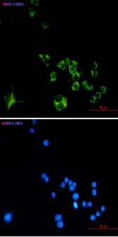 Ctsb Antibody in Immunocytochemistry (ICC/IF)