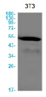 Casp9 Antibody in Western Blot (WB)