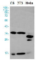 CASP3 Antibody in Western Blot (WB)