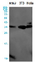CASP3 Antibody in Western Blot (WB)